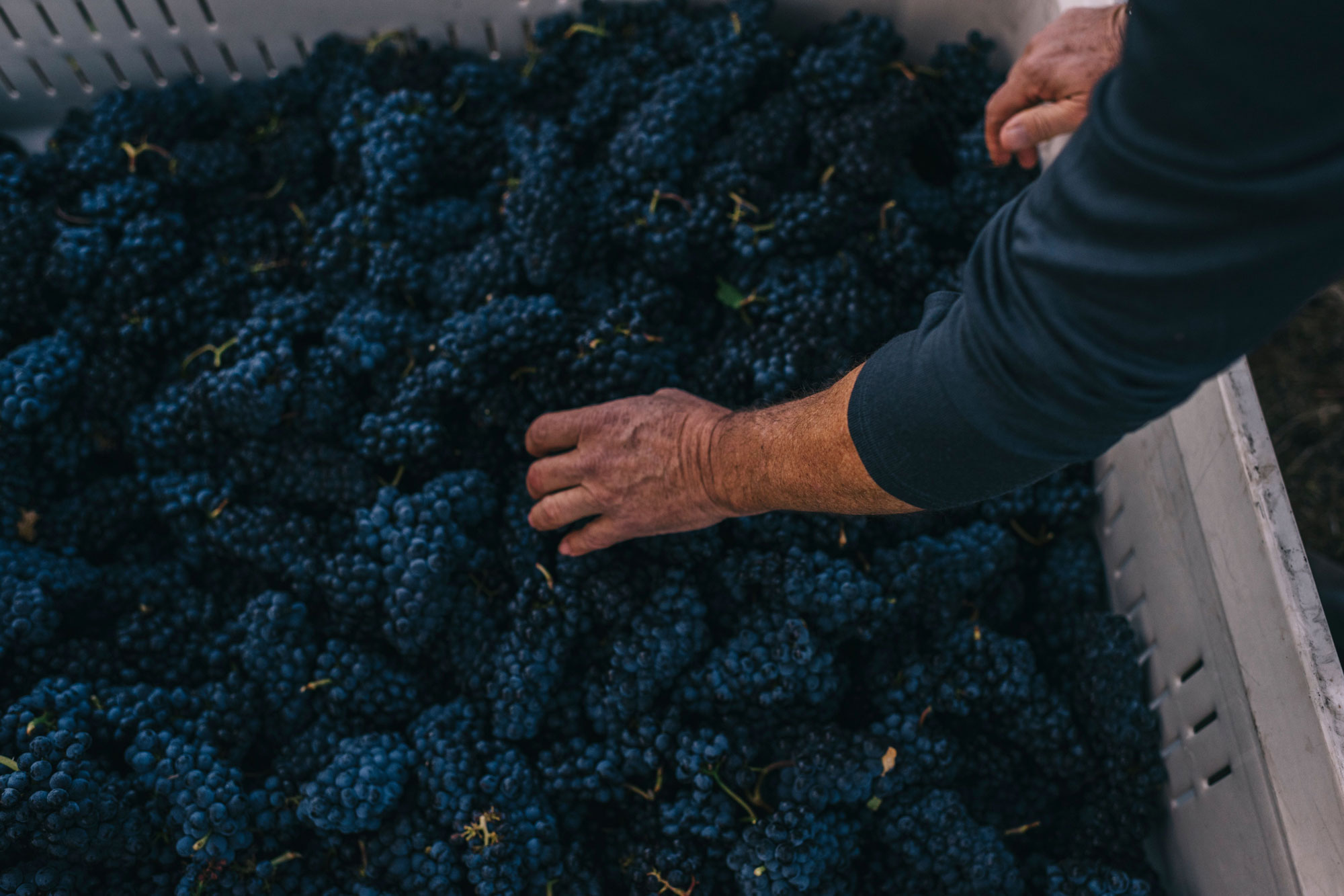 Grape clusters in a harvest bin