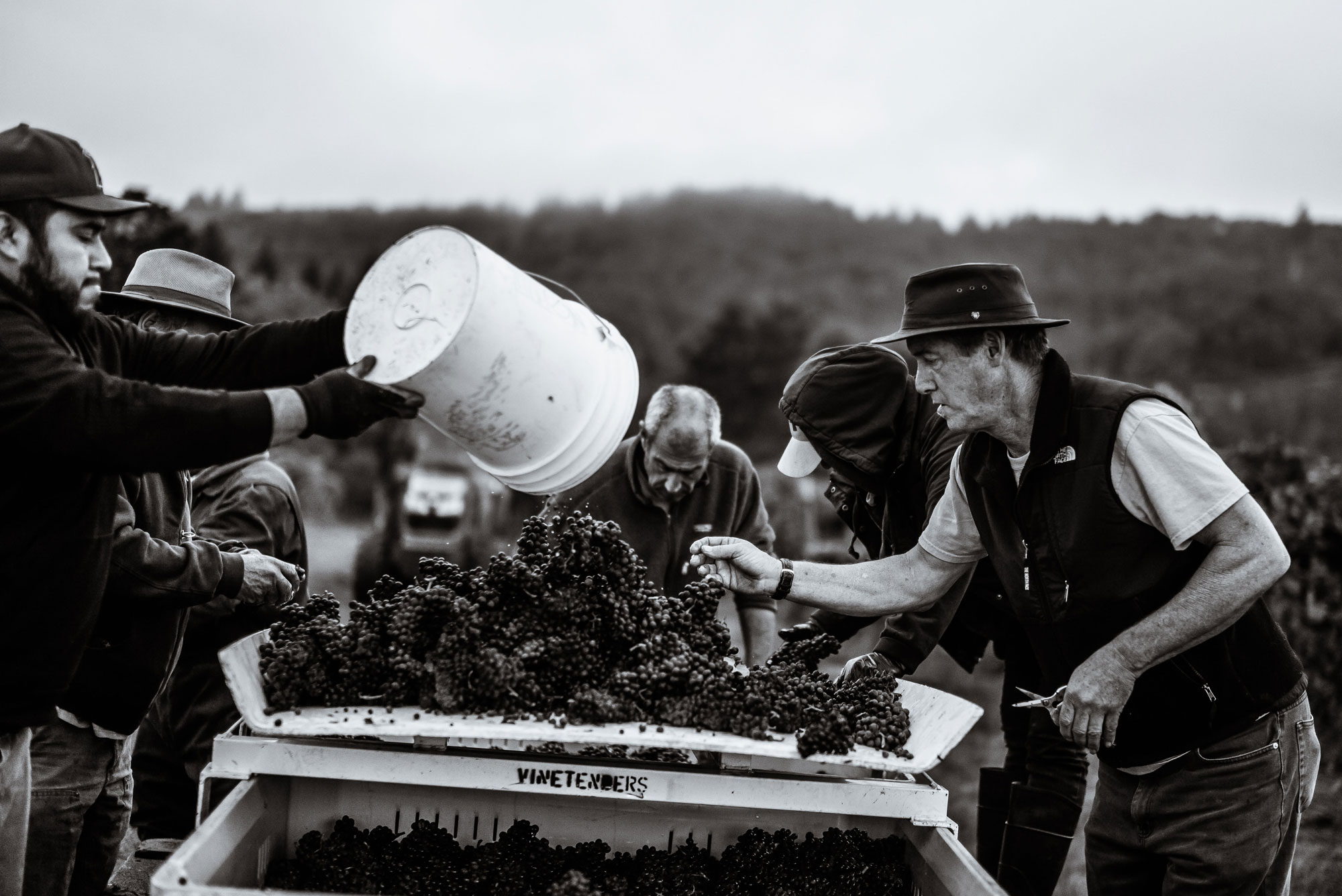 Jay Boberg in the vineyard sorting during harvest