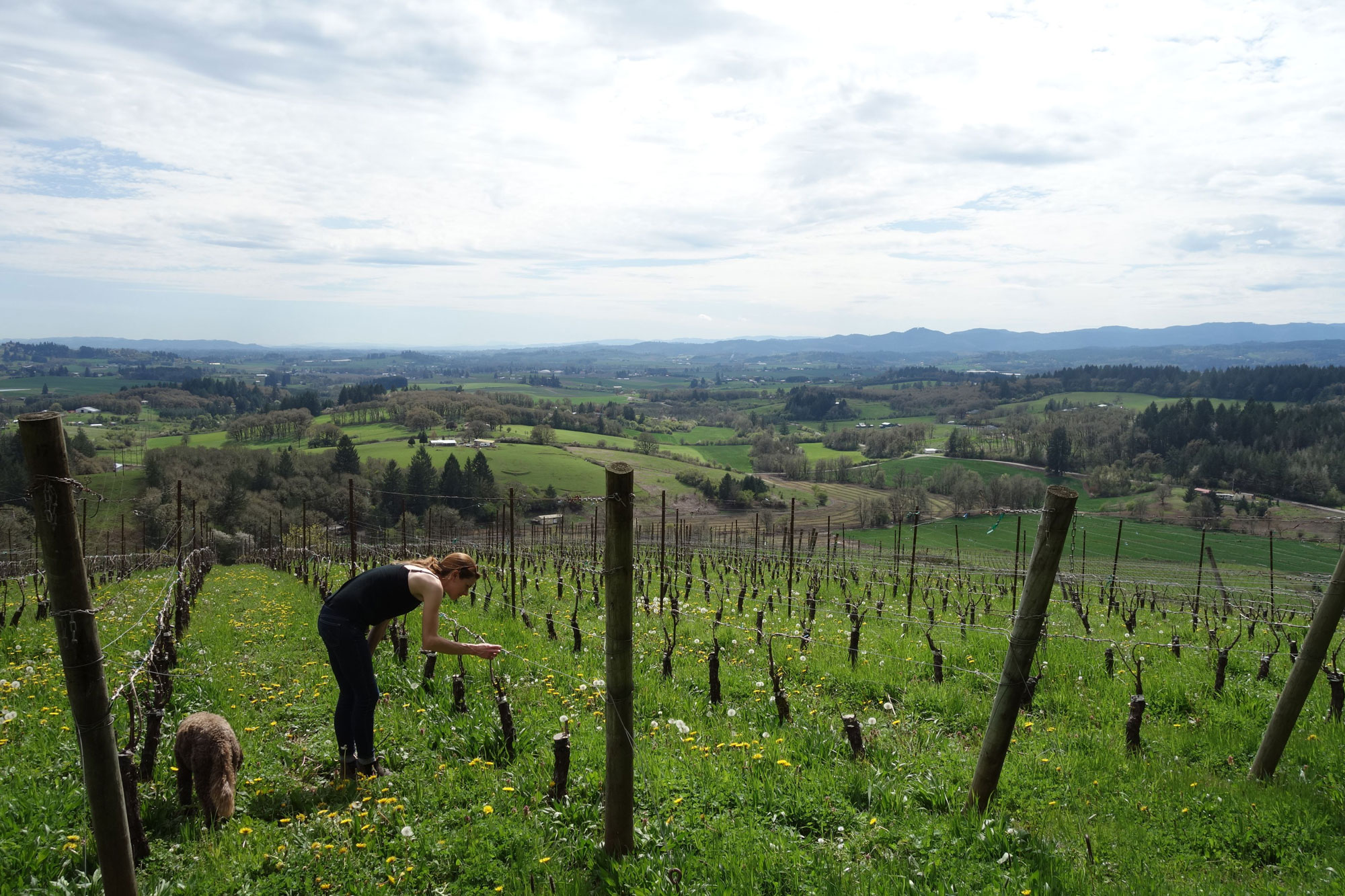 Tracy Kendall of Nicolas-Jay inspecting vines in the Spring