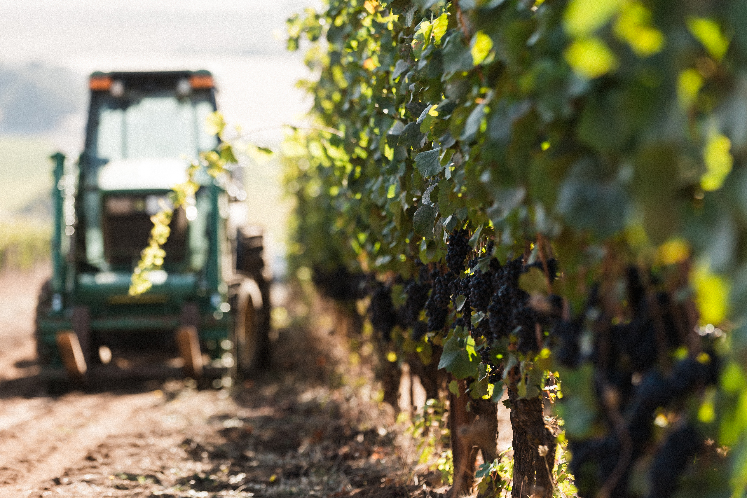 Harvesting in the vineyard