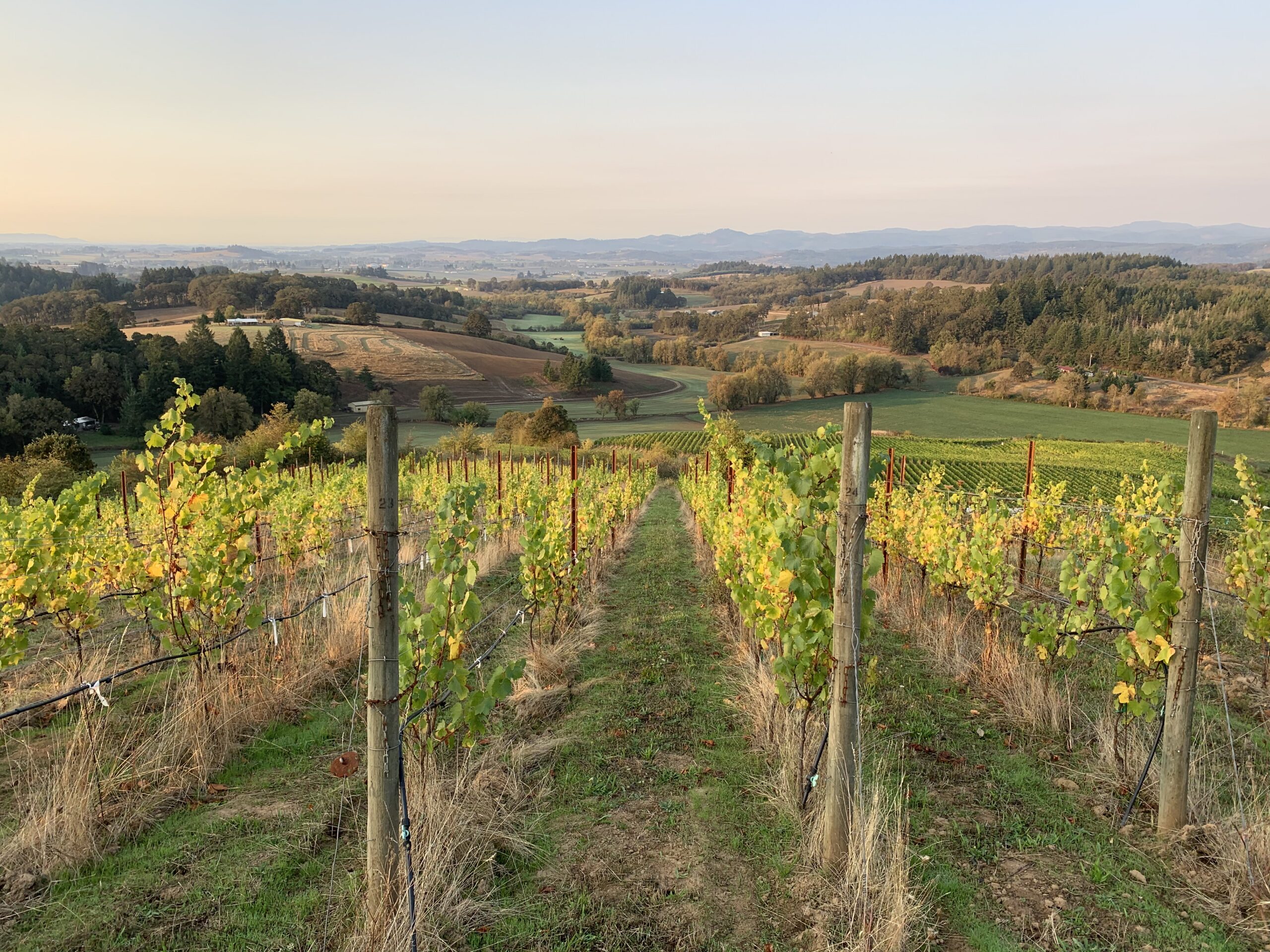 Bishop Creek Upper Bench Chardonnay Bishop Creek Vineyard Dawn